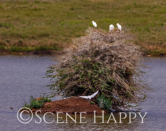 Bird Cattle Egret_L2A5416