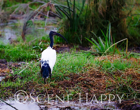 Bird African Sacred Ibis Backside_L2A4627