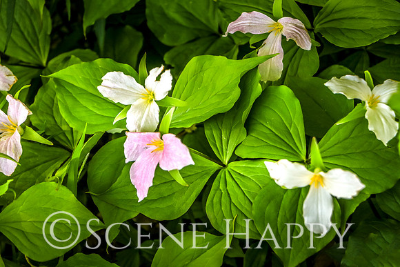 Pink Trillium