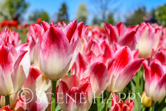 Pink Tulips