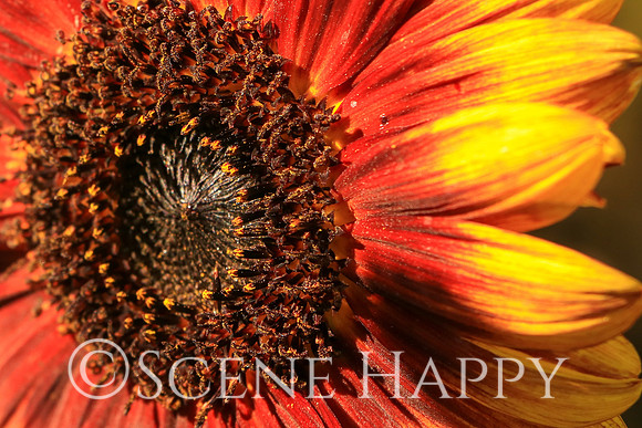 Red Sunflower_1182