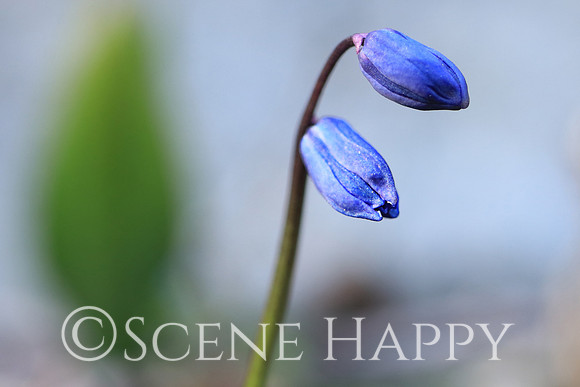 Scilla Siberica with leaf