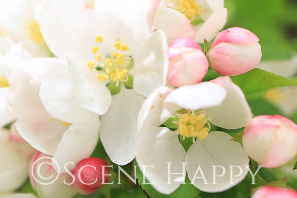 Crabapple Variety_0479