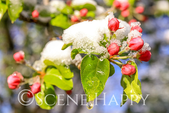 Flowering buds in snow