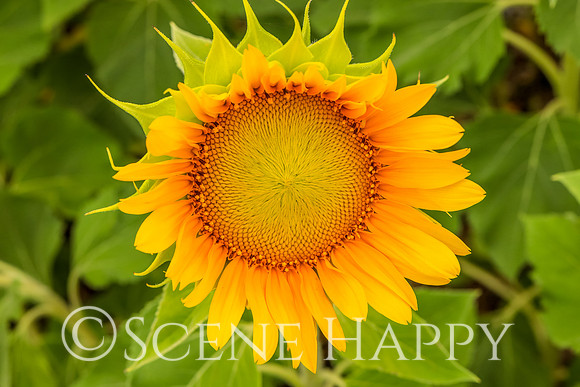 Sunflower Opened