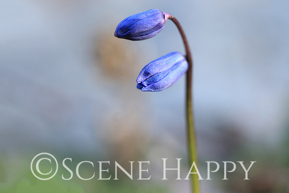 scilla siberica