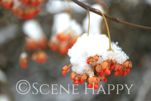 Berries Clump in snow