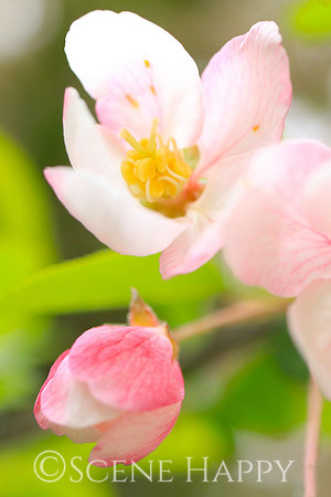 Crabapple Variety_0472