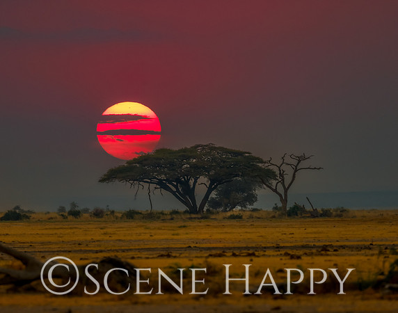 Acacia Tortillis Sunset__L2A4224