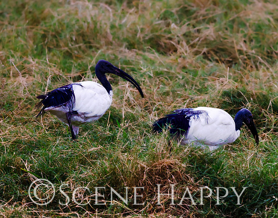 Bird African Sacred Ibis_L2A4616