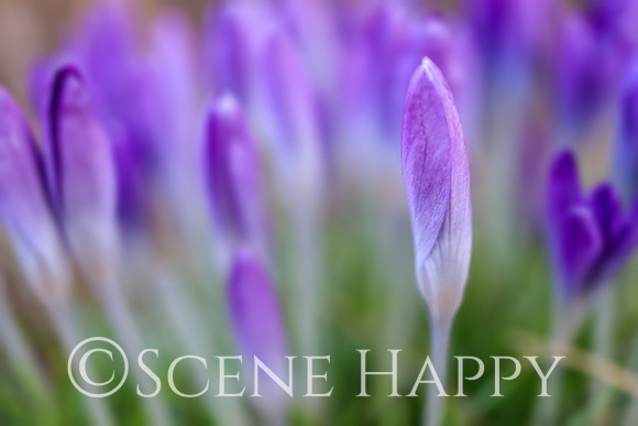 Crocus Purple