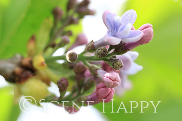 Lilac_0365