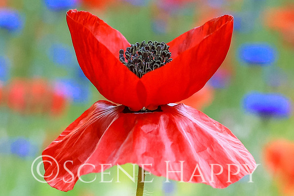 Poppy Twin