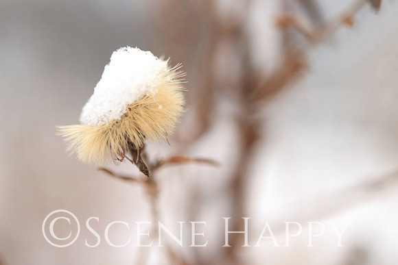Snow on Wildflower Bristles