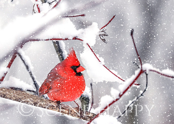Cardinal Male