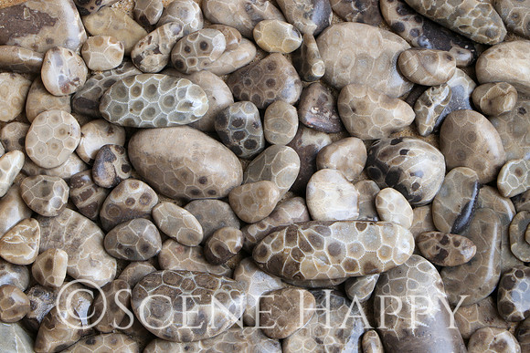 Petoskey Stones