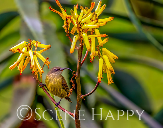 Bird Bronze Sunbird_L2A5722
