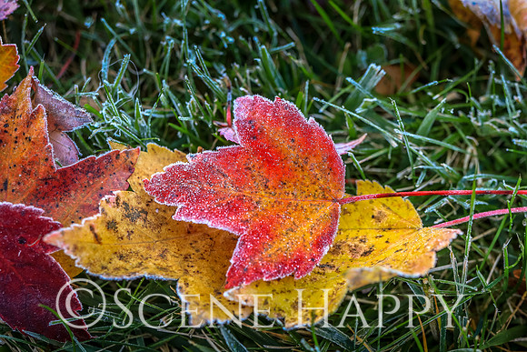 Fall Leaves_Layer