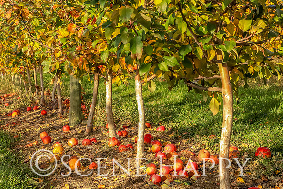Apples Falling