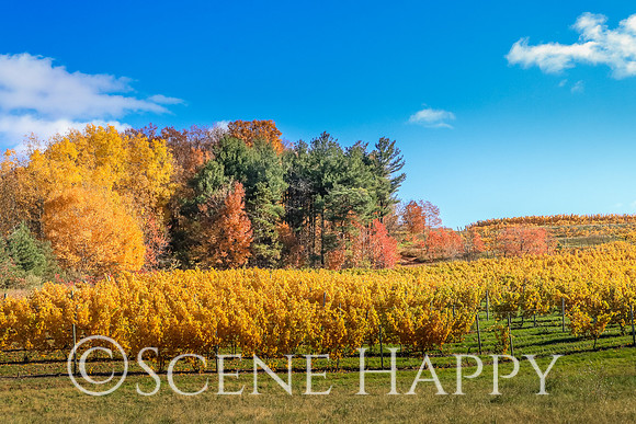 Vineyards