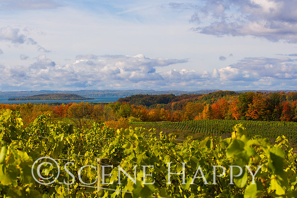 Wine Vinyard of Traverse City