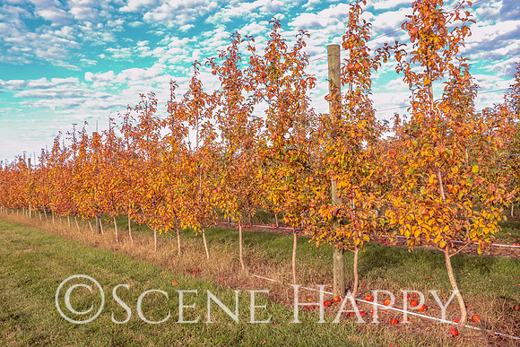 Apple Honeycrisp Field