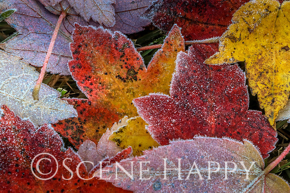Fall Leaves_Textures