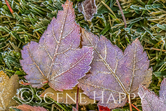 Fall Leaves_Hugs