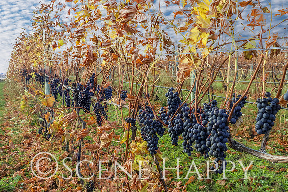 Wine Vineyard
