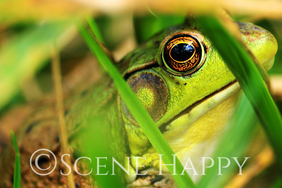 Frog Eye