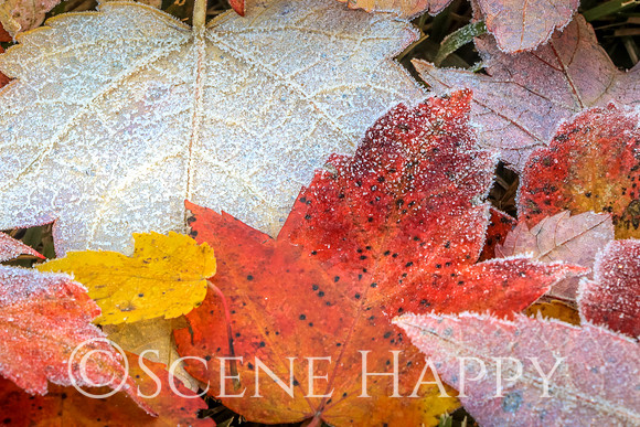 Fall Leaves_White Pop