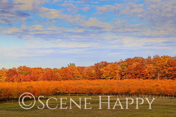 Cherry Blossoms Row in Fall