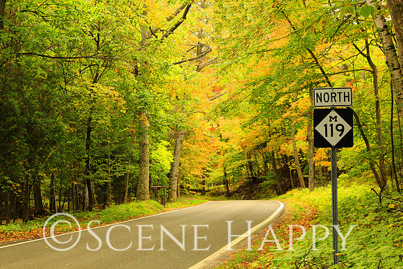 Tunnel of Trees M-119 Curve