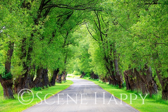 Tunnel of Trees