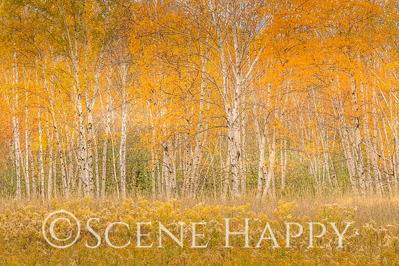 Birch