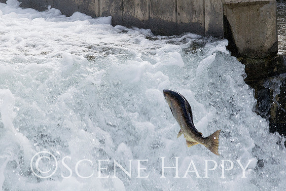 Salmon