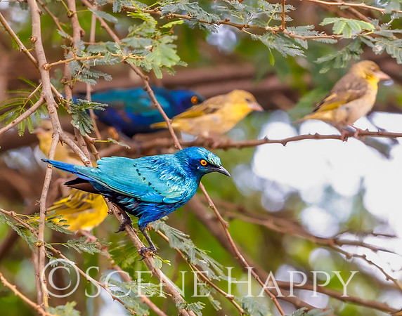 Bird Cape Starling and Friends_L2A5209