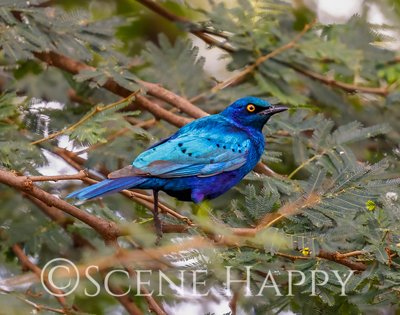 Bird Cape Starling_L2A5226