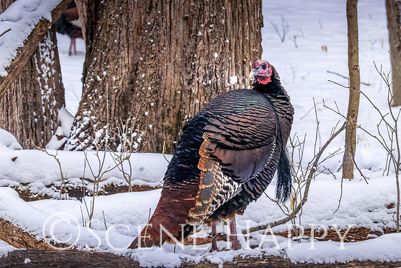 Turkey Show Off