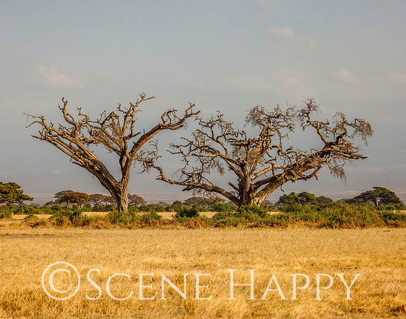 Acacia Tortillis Elephant ate_L2A3975