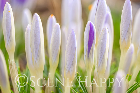 Crocus of White