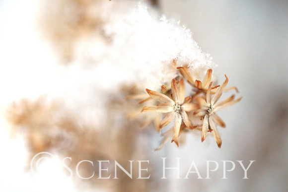 Snow on Wildflower_Twin Flowers