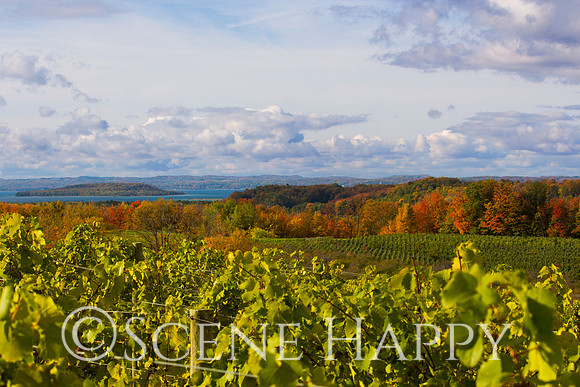 Wine Vinyard of Traverse City
