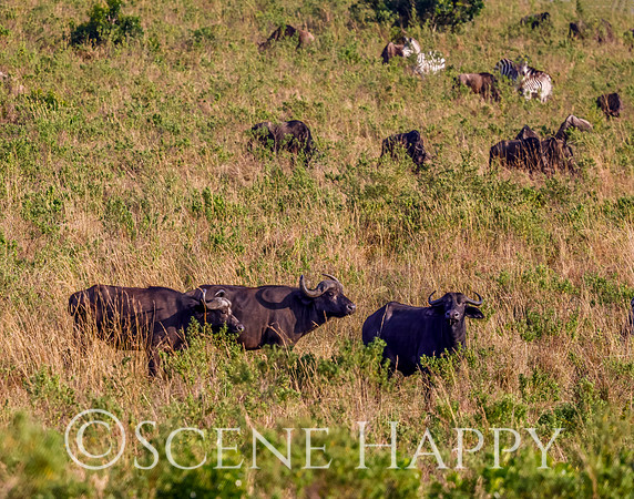African buffalo in field_L2A6619