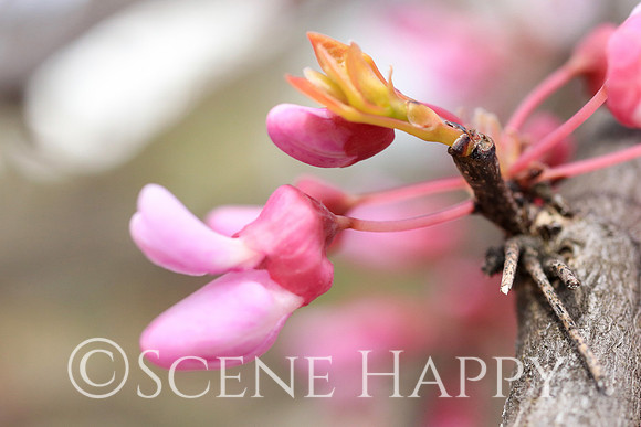 Eastern Redbud_0333