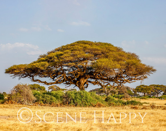 Acacia Tortillis_L2A3972