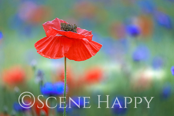 Simple Poppy