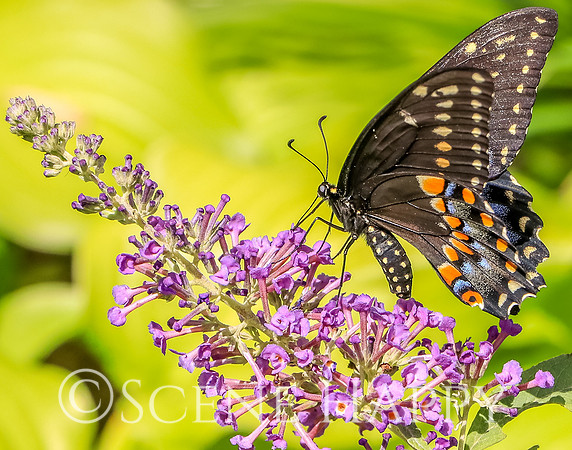 Black Tiger Swallowtail Butterfly