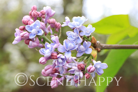 Lilac_0389
