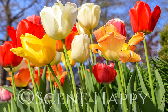 Tulips